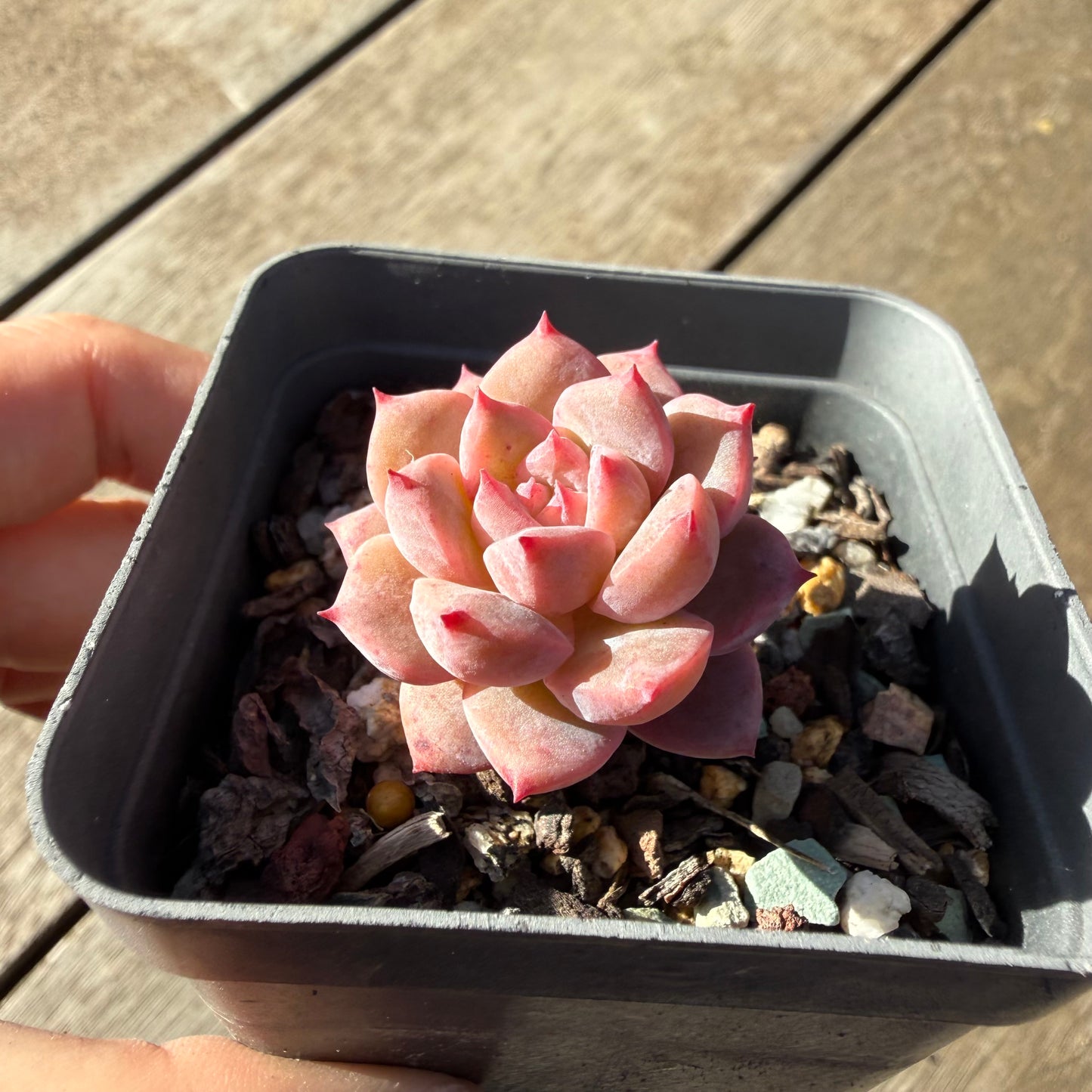 2804 Echeveria Frosty Bloom