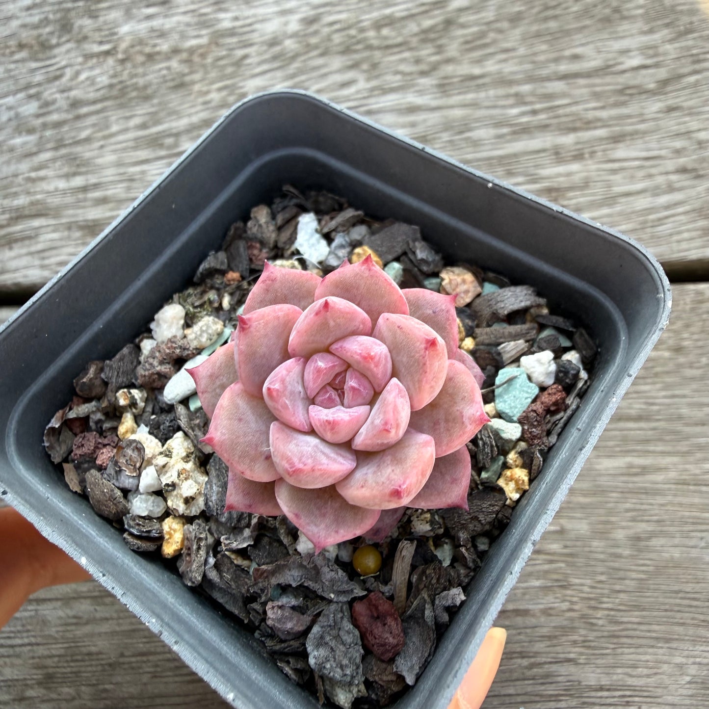 2804 Echeveria Frosty Bloom