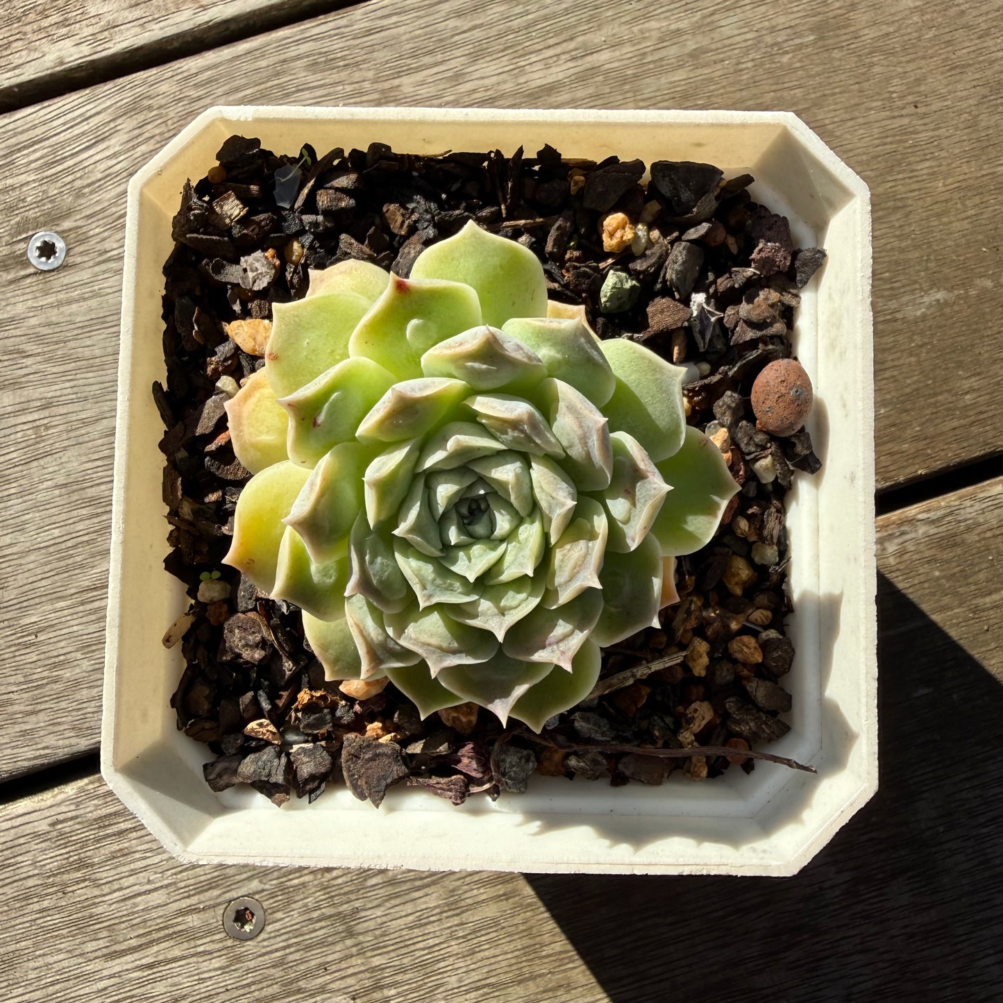2804 Echeveria Heart's Choice