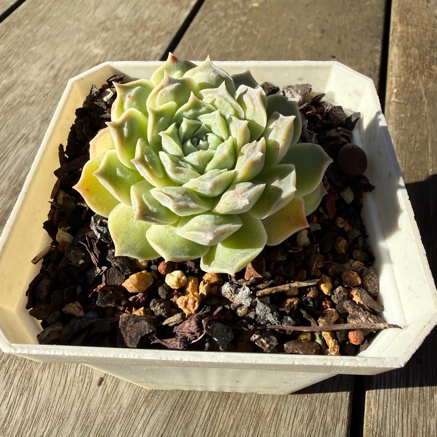 2804 Echeveria Heart's Choice