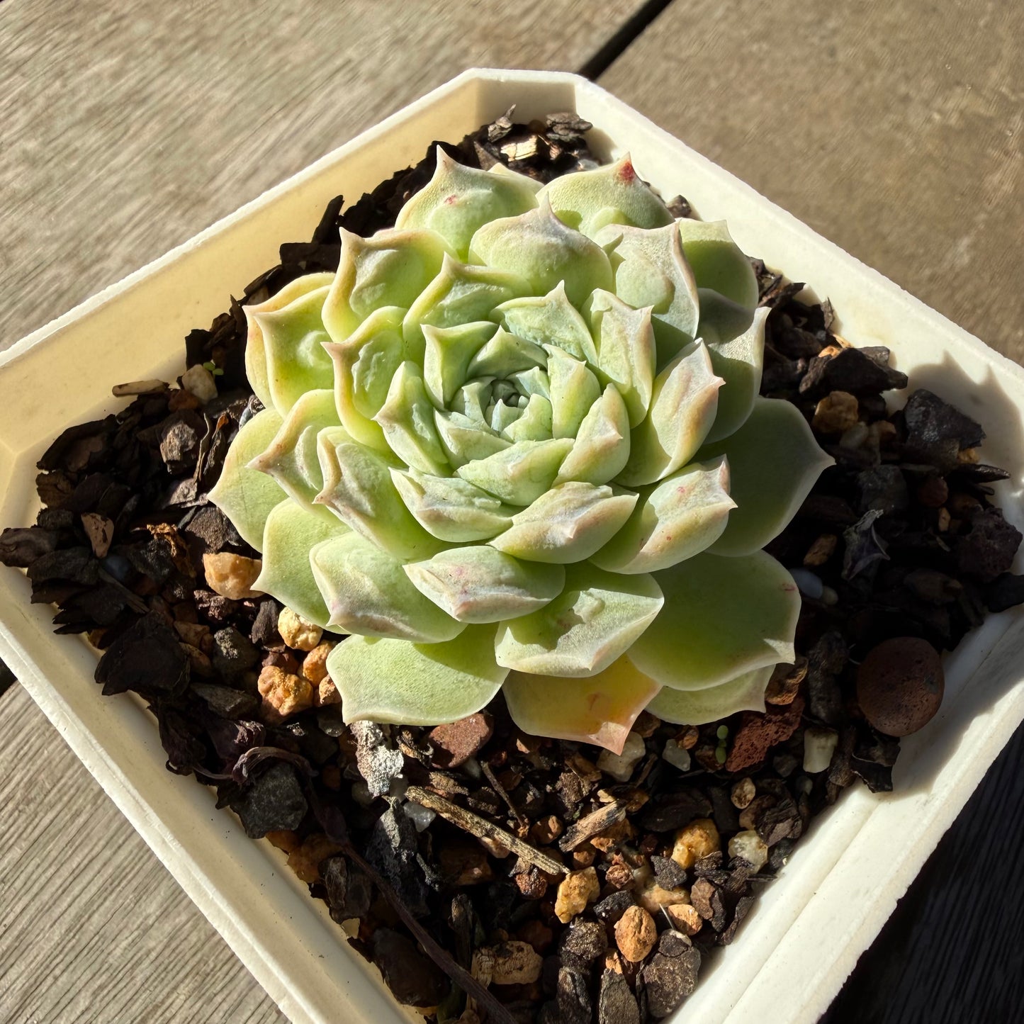2804 Echeveria Heart's Choice