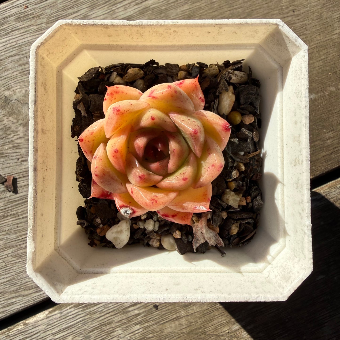 2804 Echeveria Malgan 'Speckles'