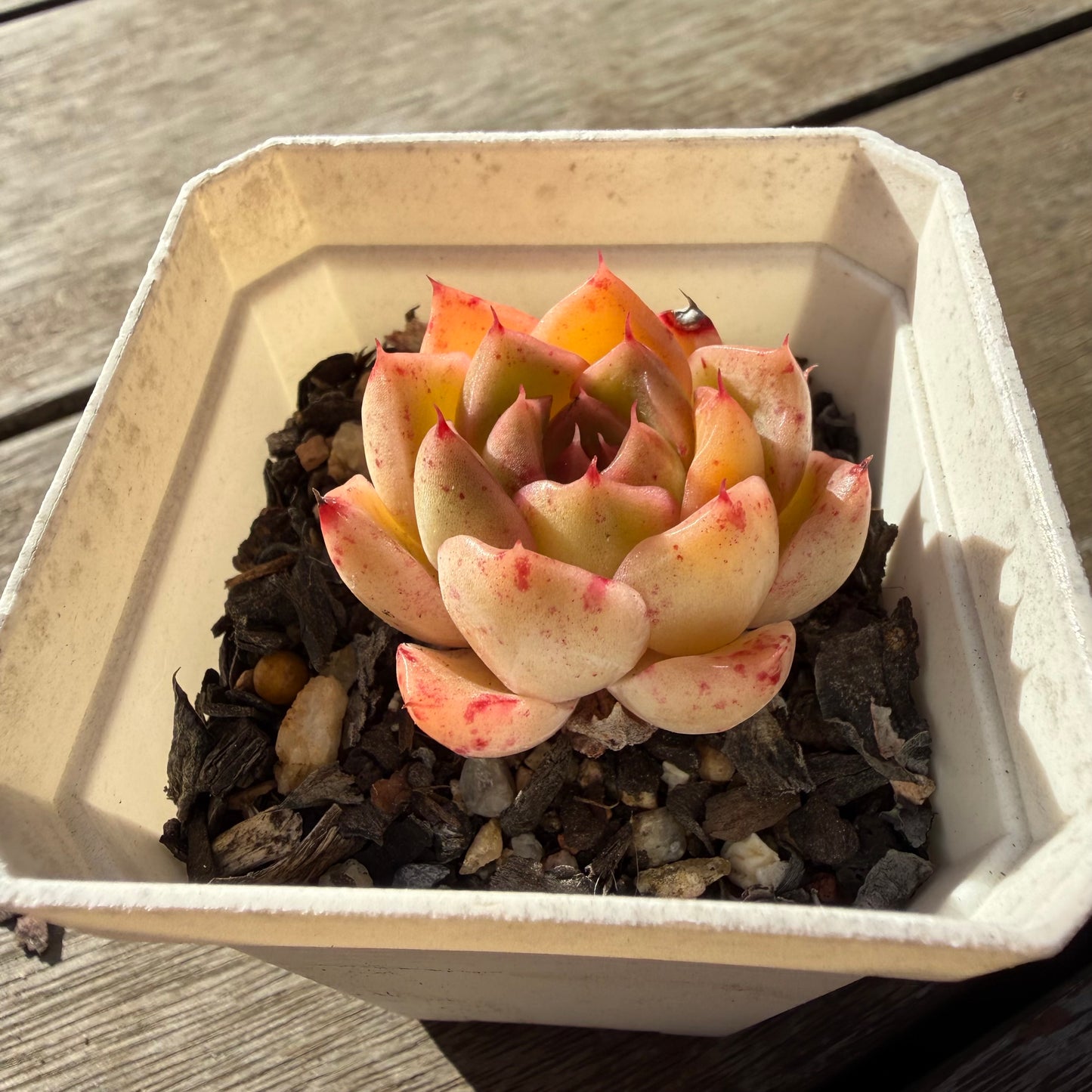 2804 Echeveria Malgan 'Speckles'