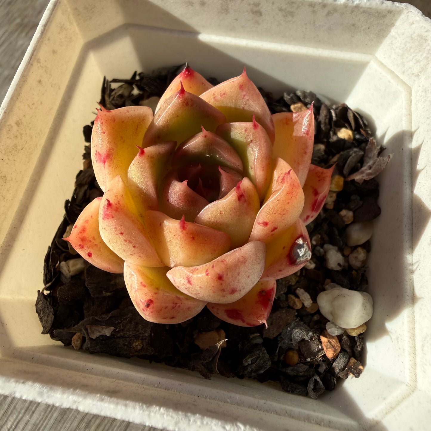 2804 Echeveria Malgan 'Speckles'