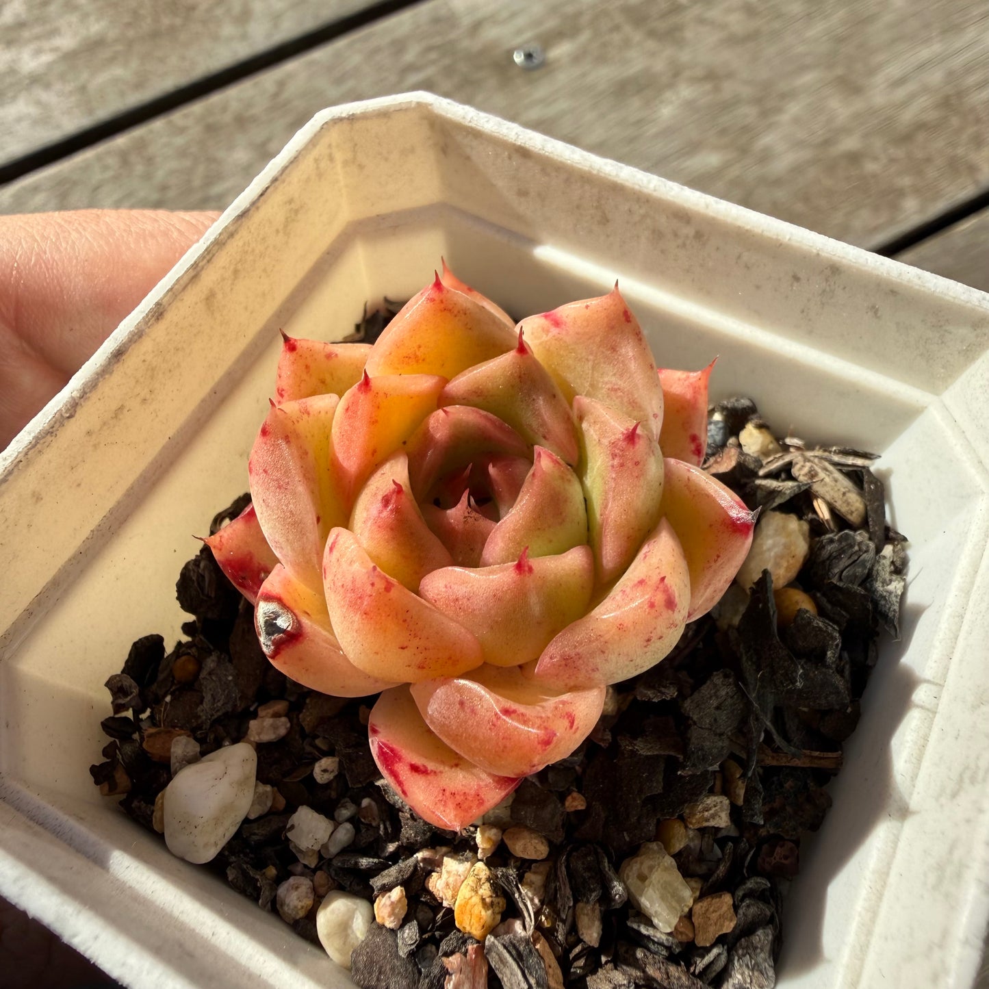 2804 Echeveria Malgan 'Speckles'