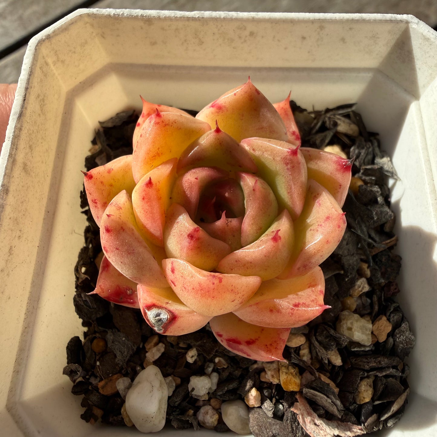 2804 Echeveria Malgan 'Speckles'
