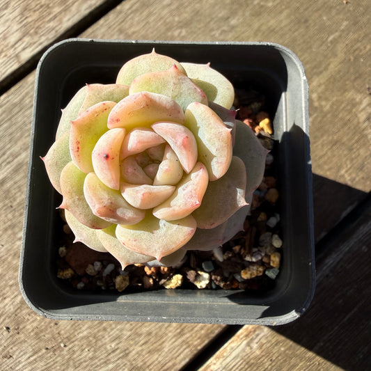 2804 Echeveria 'Mochi'