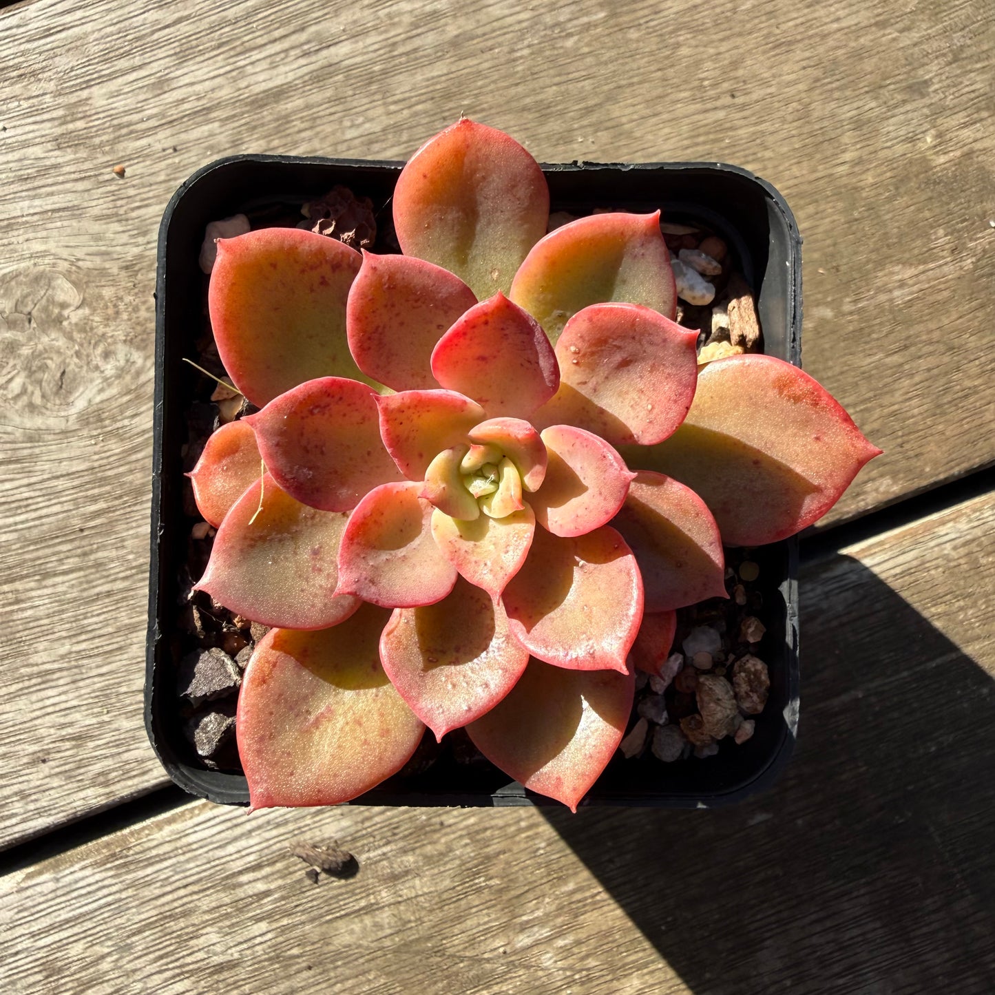 2804 Echeveria Noble Red