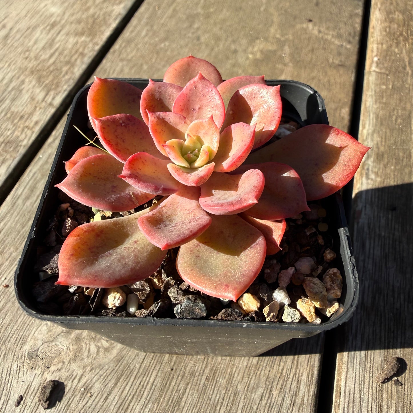 2804 Echeveria Noble Red