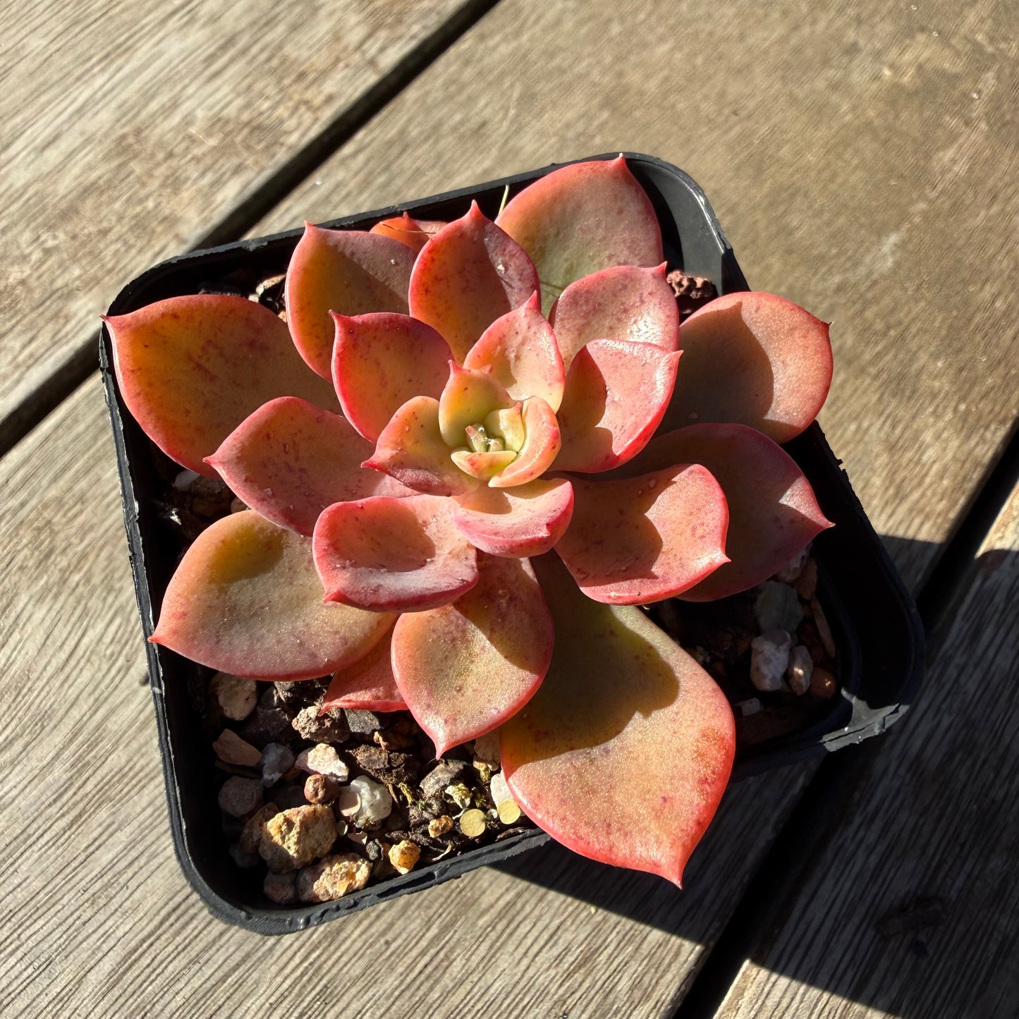 2804 Echeveria Noble Red