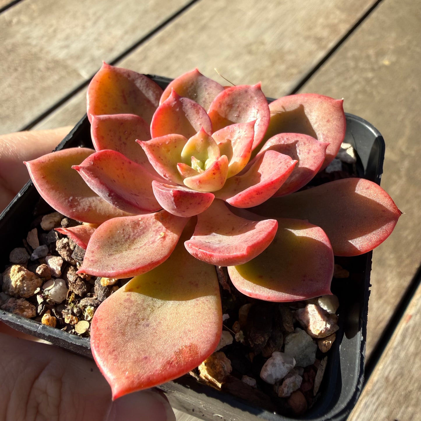 2804 Echeveria Noble Red