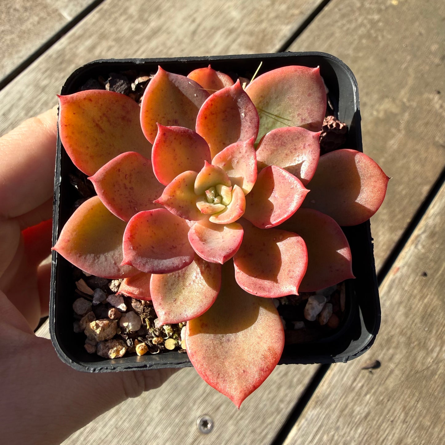 2804 Echeveria Noble Red