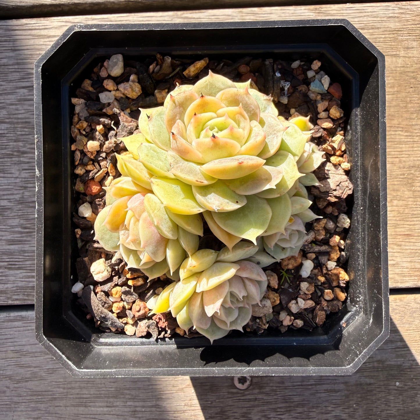 2804 Echeveria Onslow
