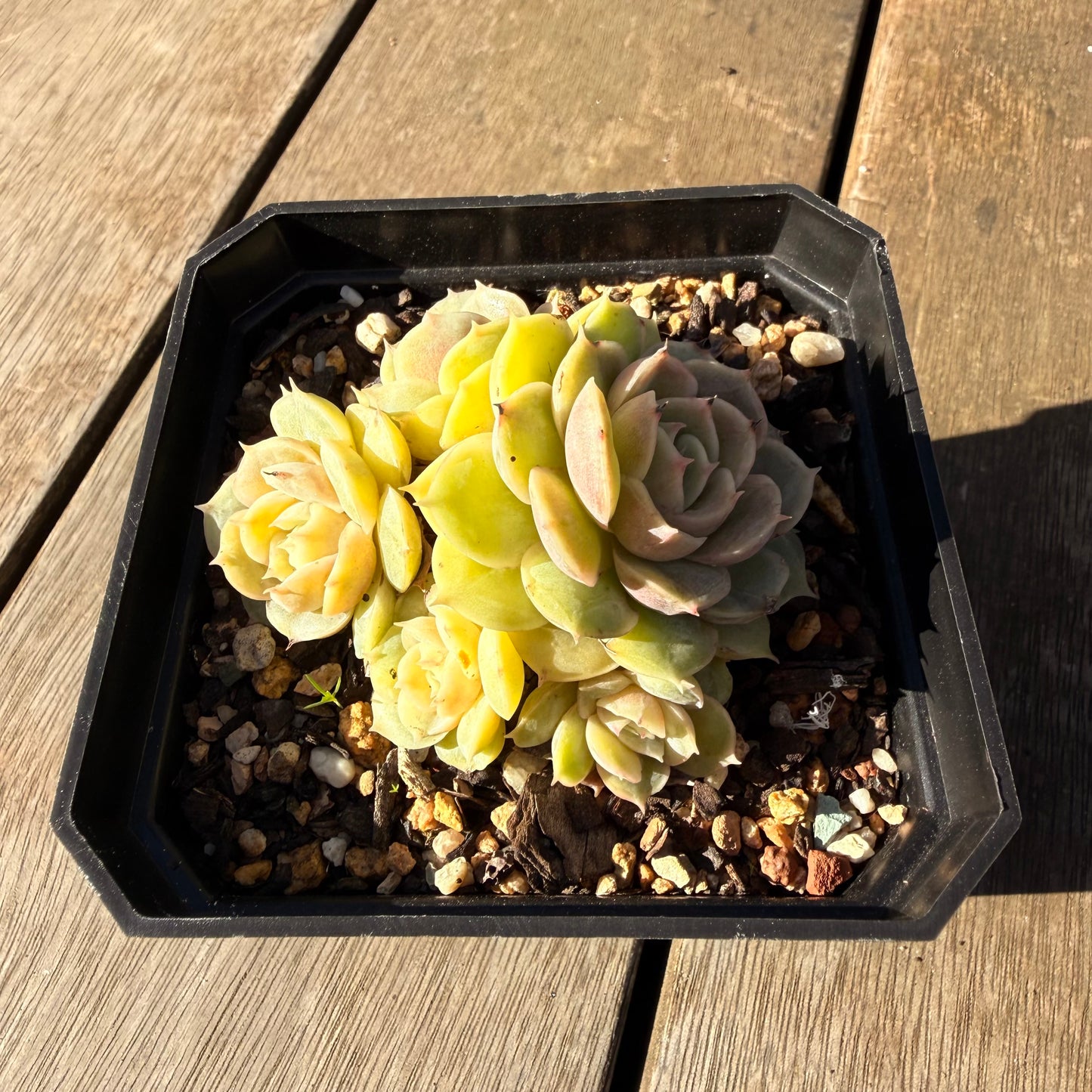 2804 Echeveria Onslow
