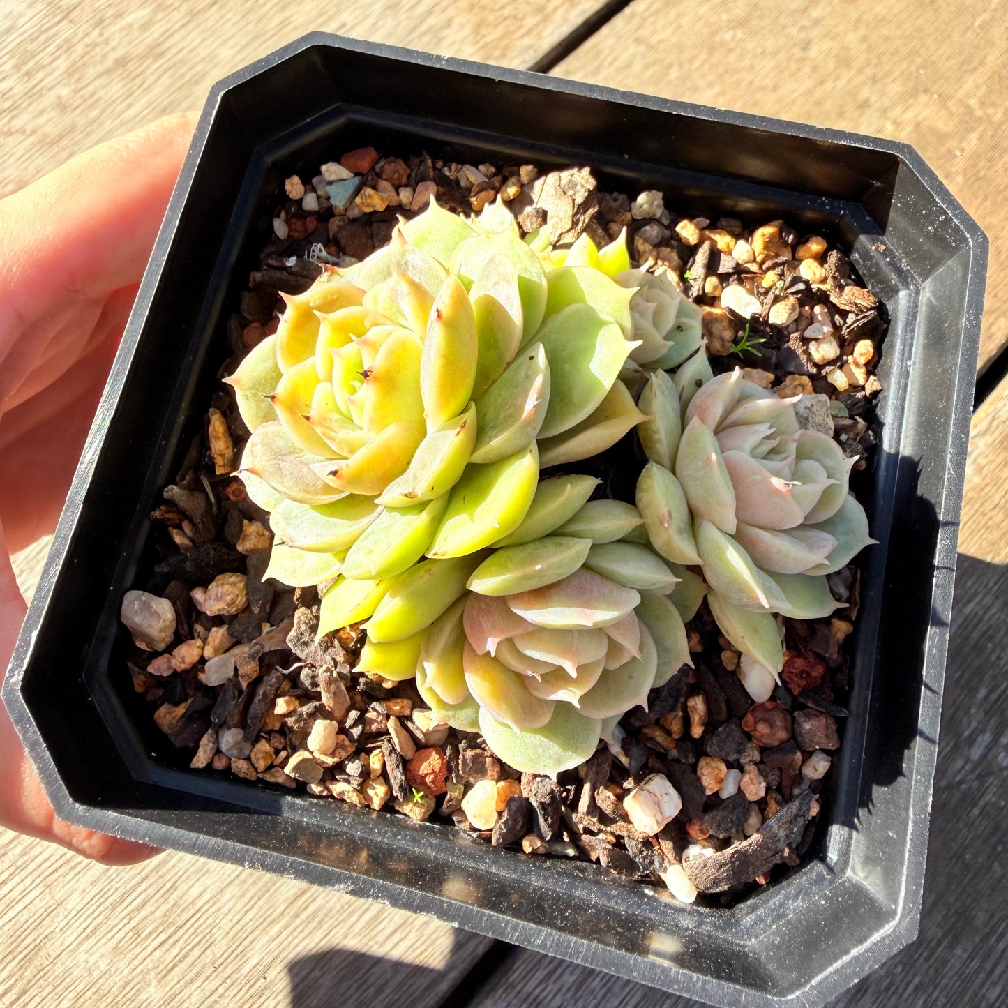2804 Echeveria Onslow