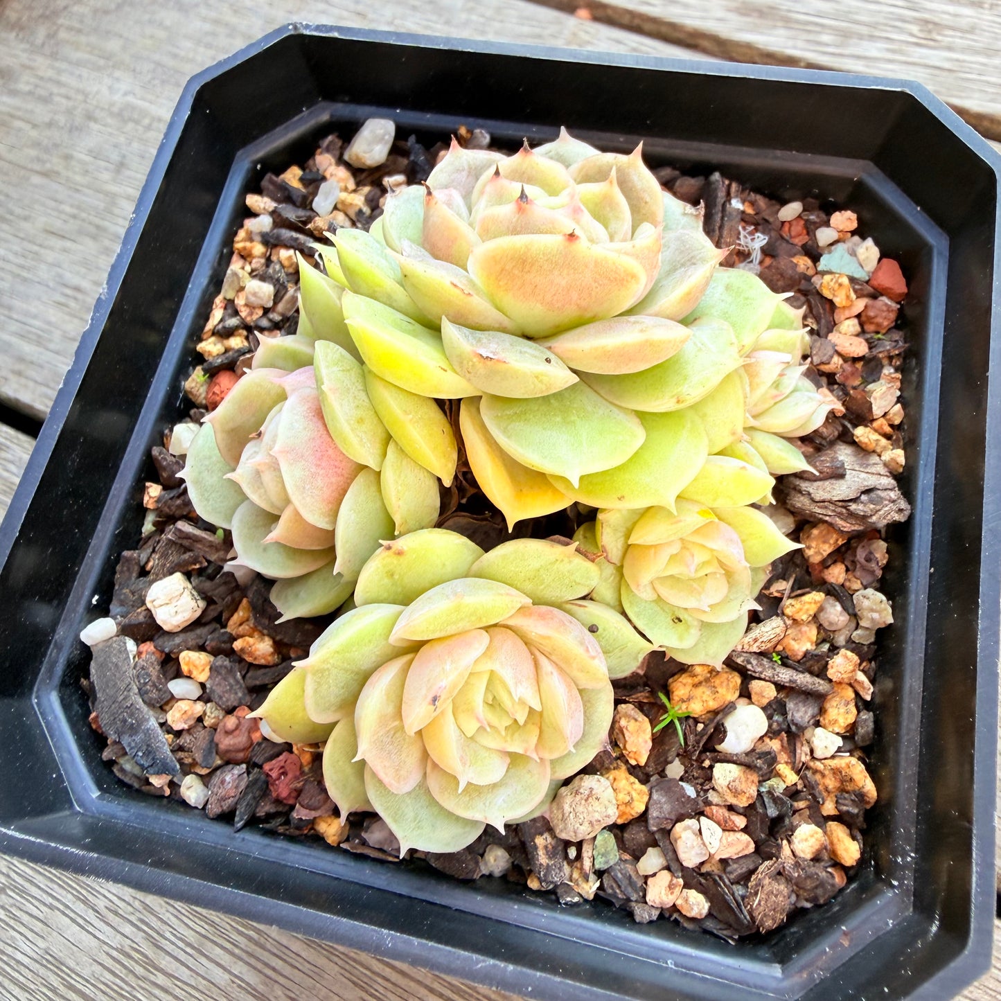 2804 Echeveria Onslow