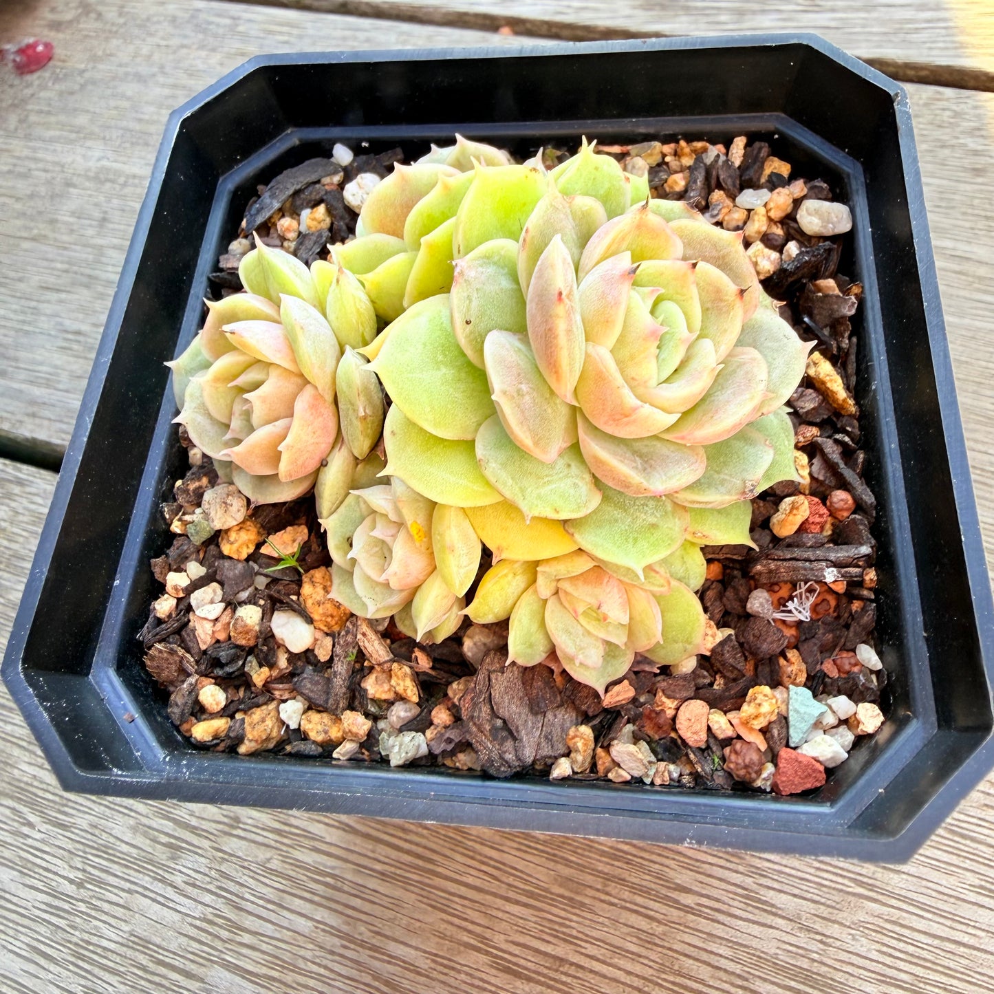 2804 Echeveria Onslow