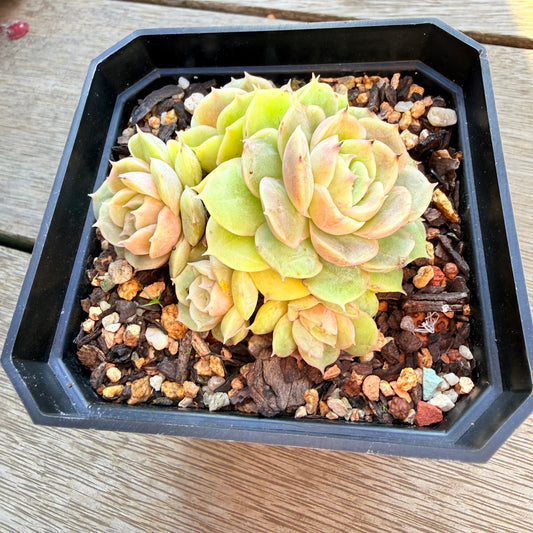 2804 昂斯诺