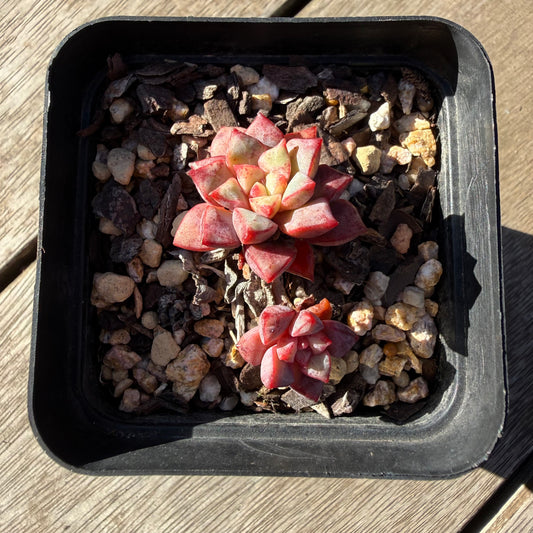 2804 Echeveria Subcorymbosa Lau 030