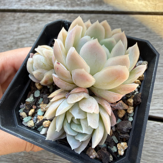 2804 Echeveria White Elegans