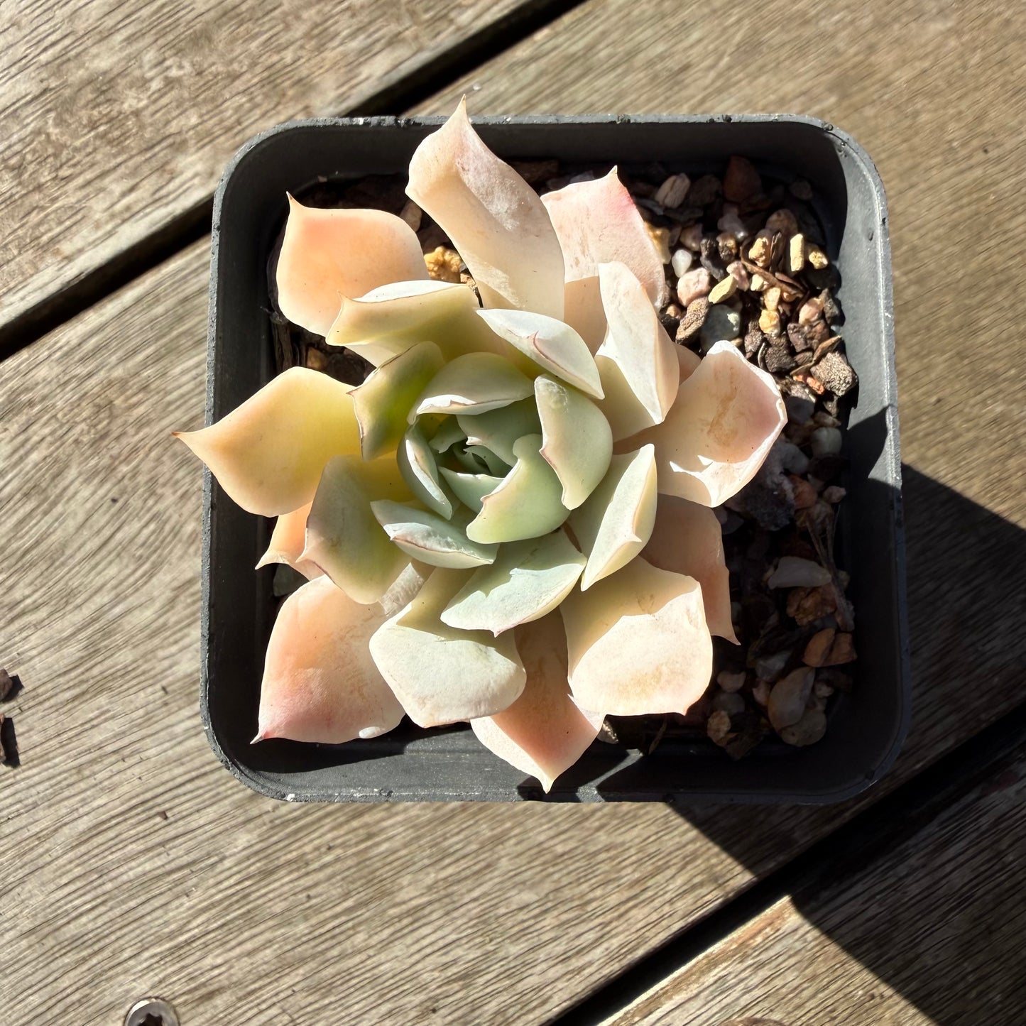 2804 Echeveria 'Blue Velvet'