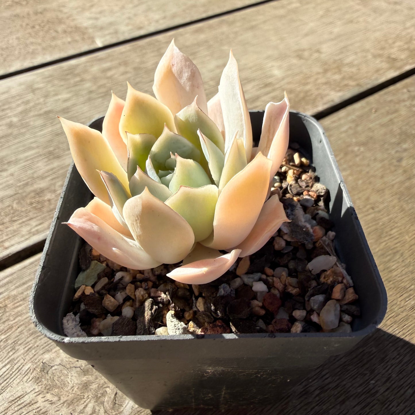 2804 Echeveria 'Blue Velvet'