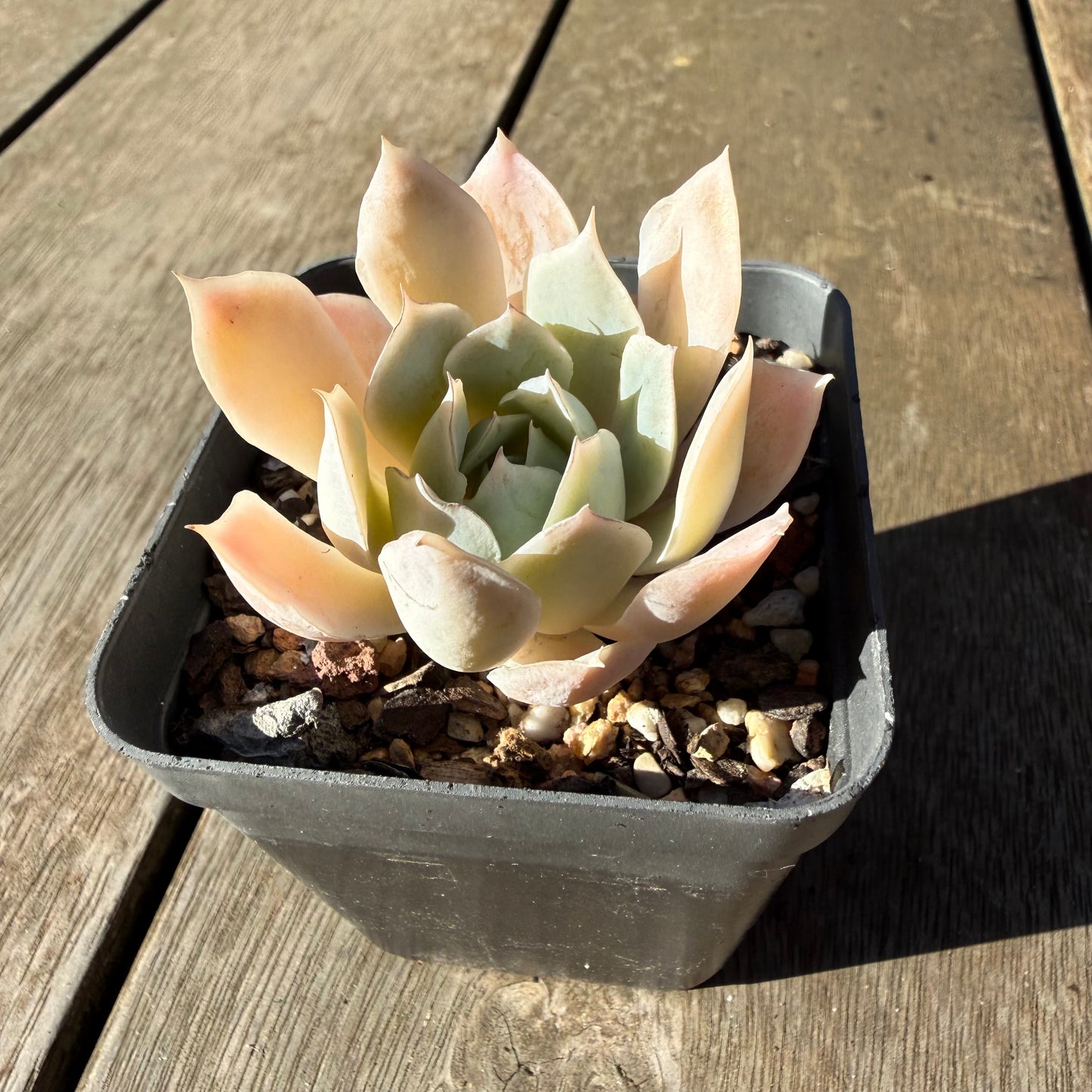 2804 Echeveria 'Blue Velvet'
