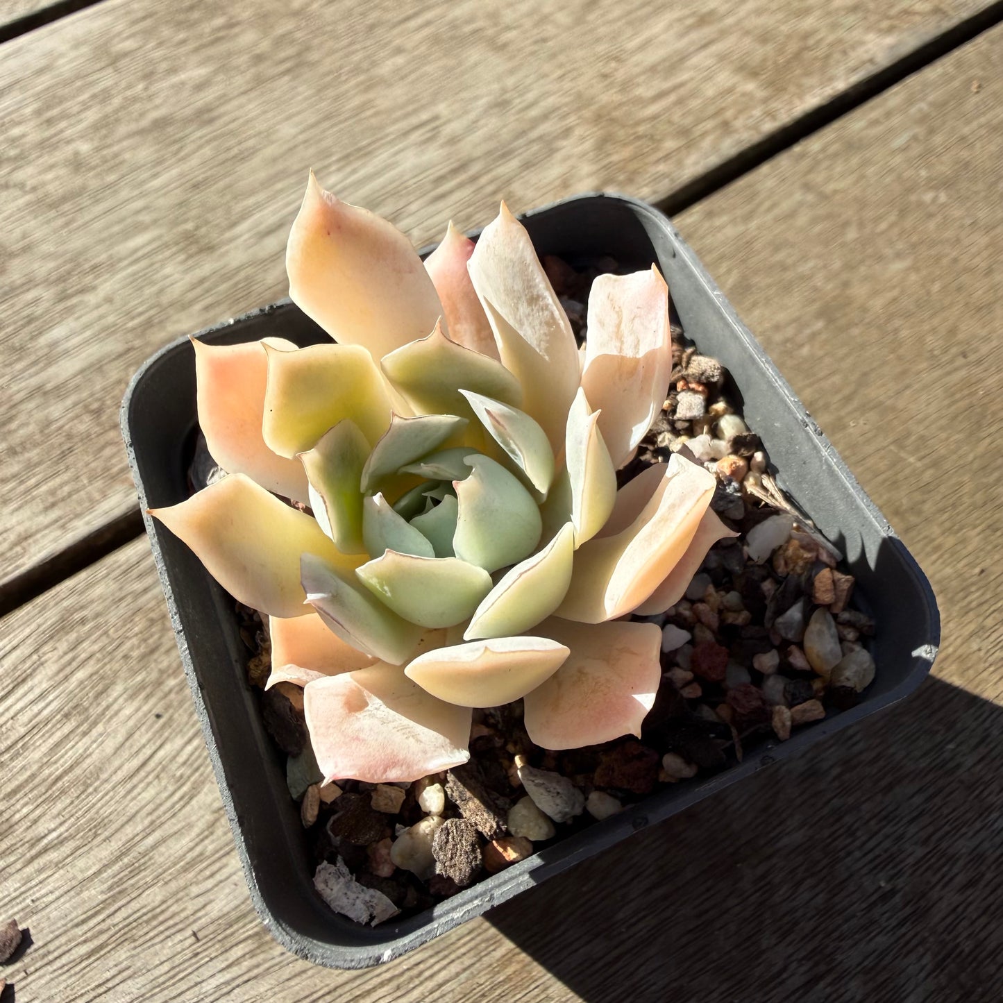 2804 Echeveria 'Blue Velvet'