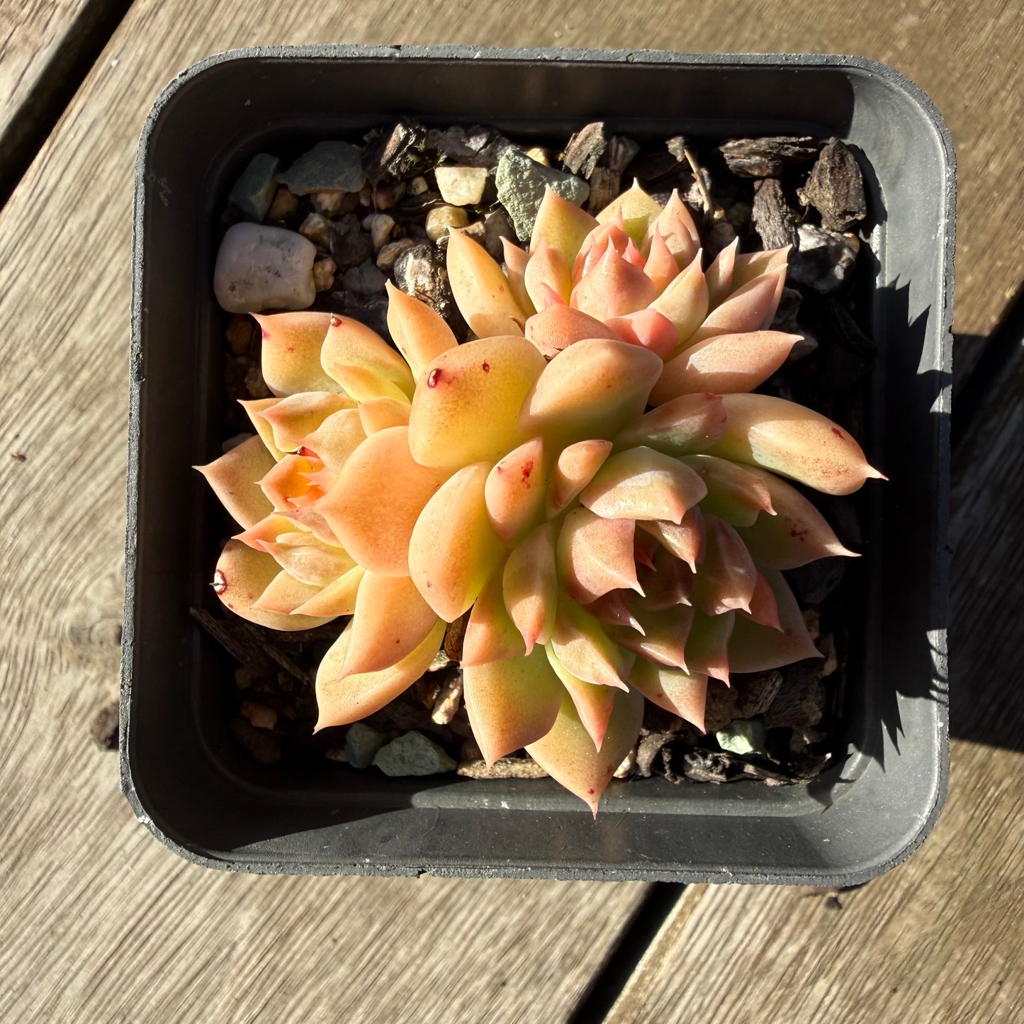 2804 Echeveria 'Rose Quartz' (Multi)