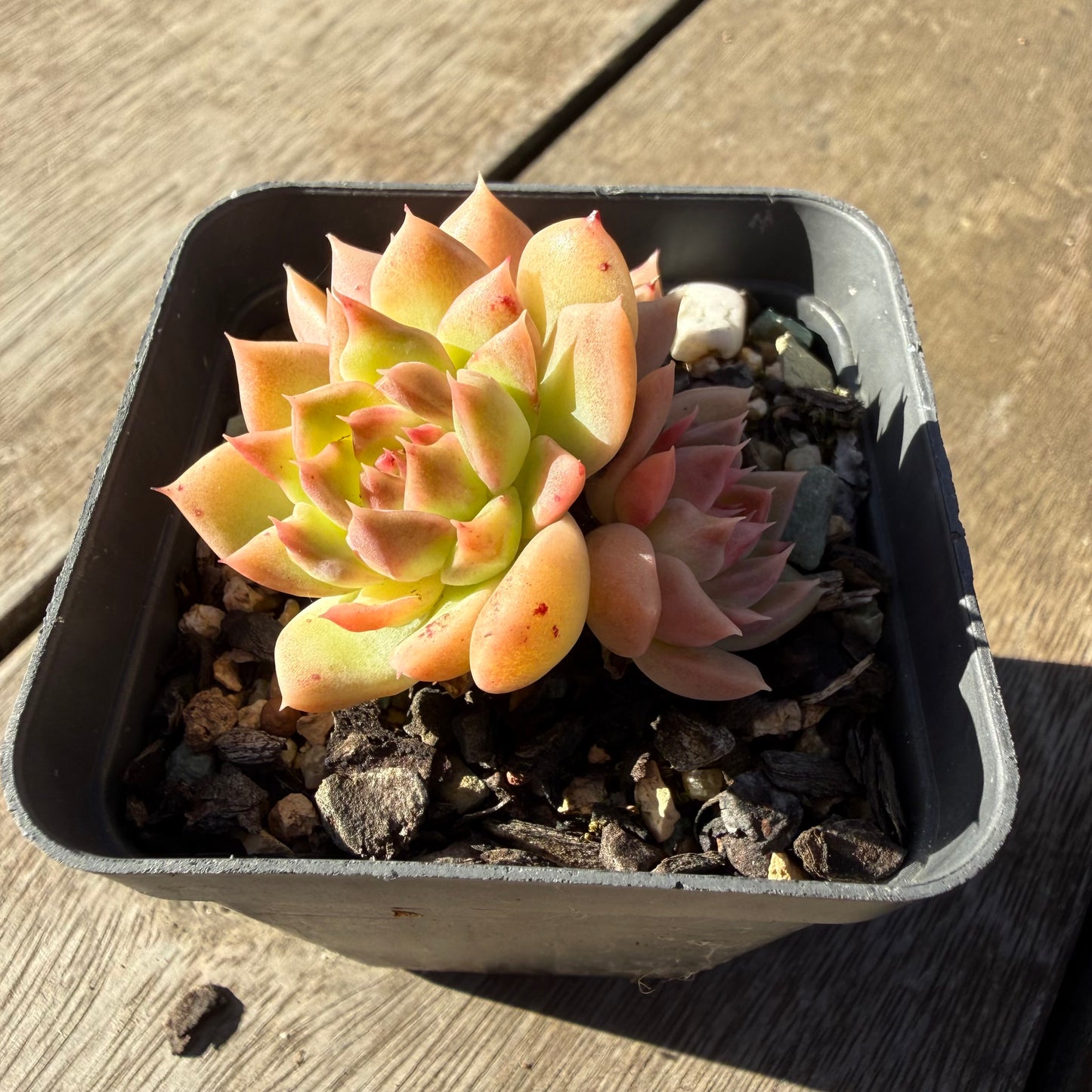 2804 Echeveria 'Rose Quartz' (Multi)