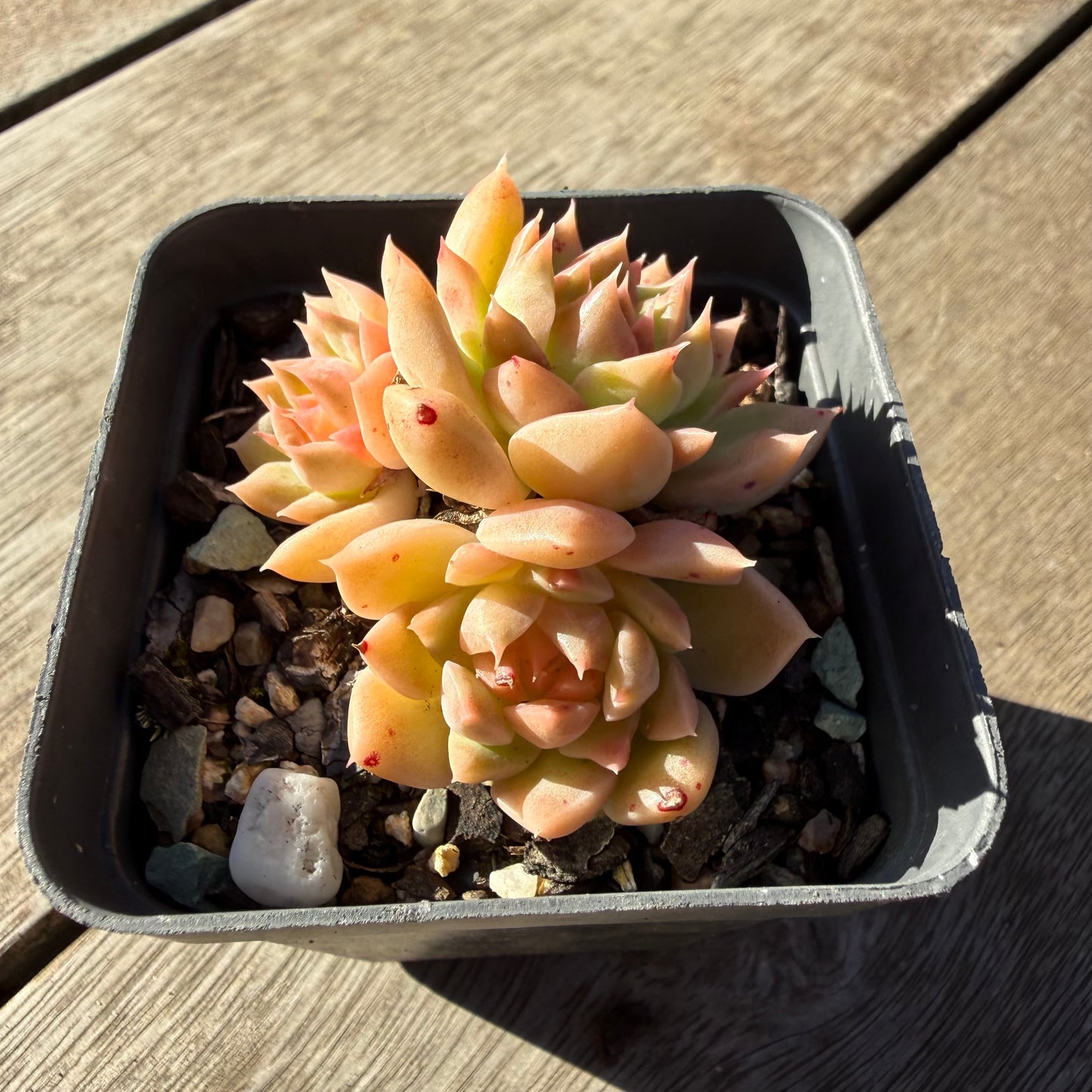 2804 Echeveria 'Rose Quartz' (Multi)