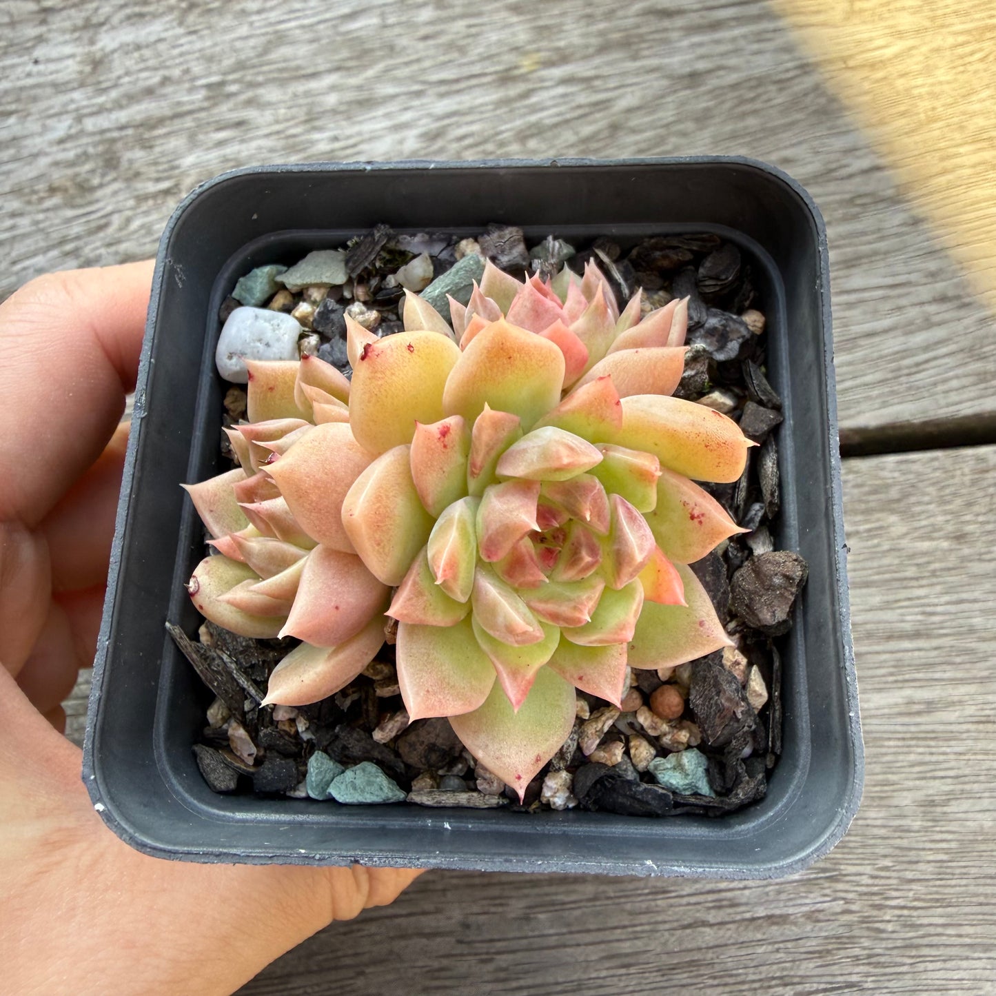 2804 Echeveria 'Rose Quartz' (Multi)
