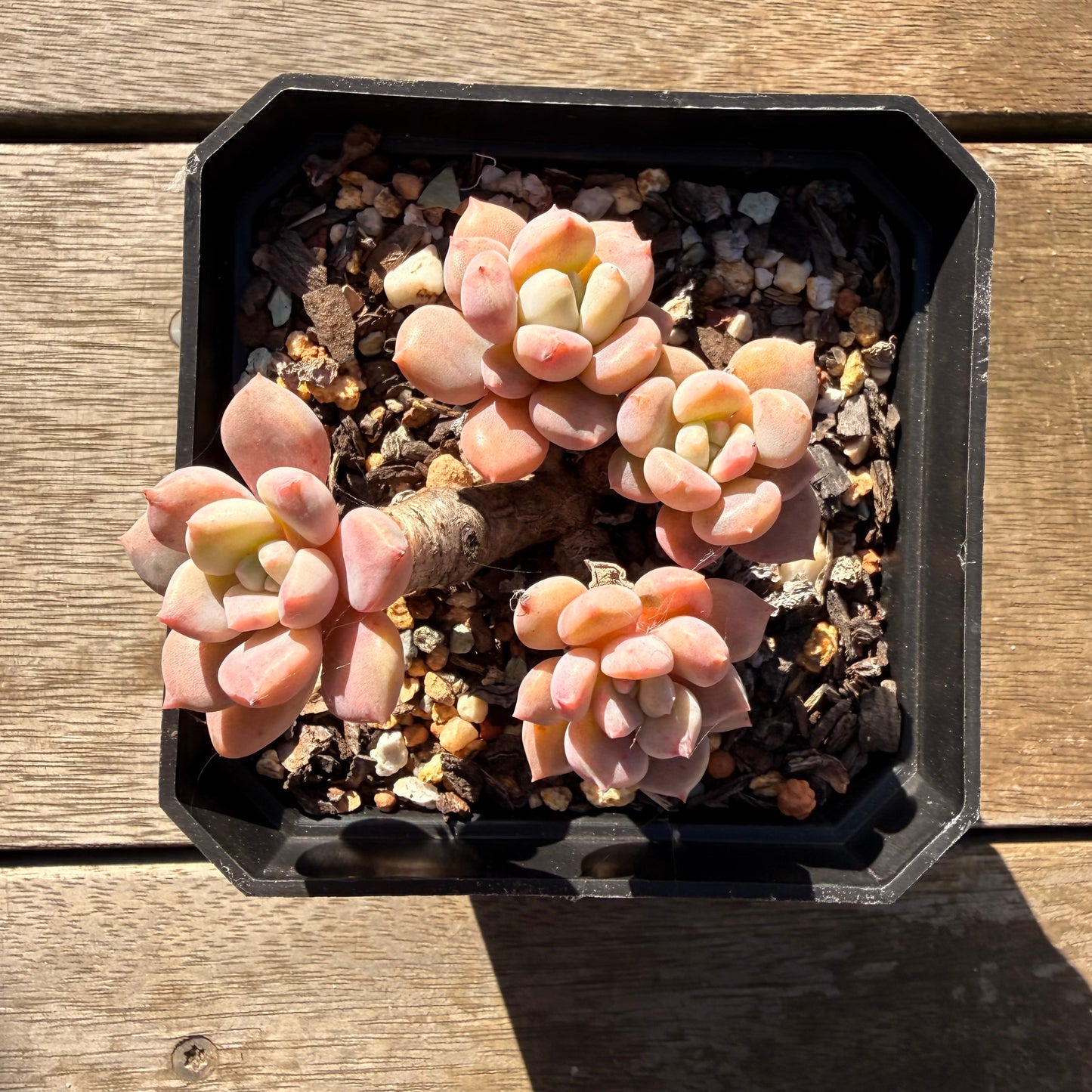 2804 Graptoveria White Dew (Clump)