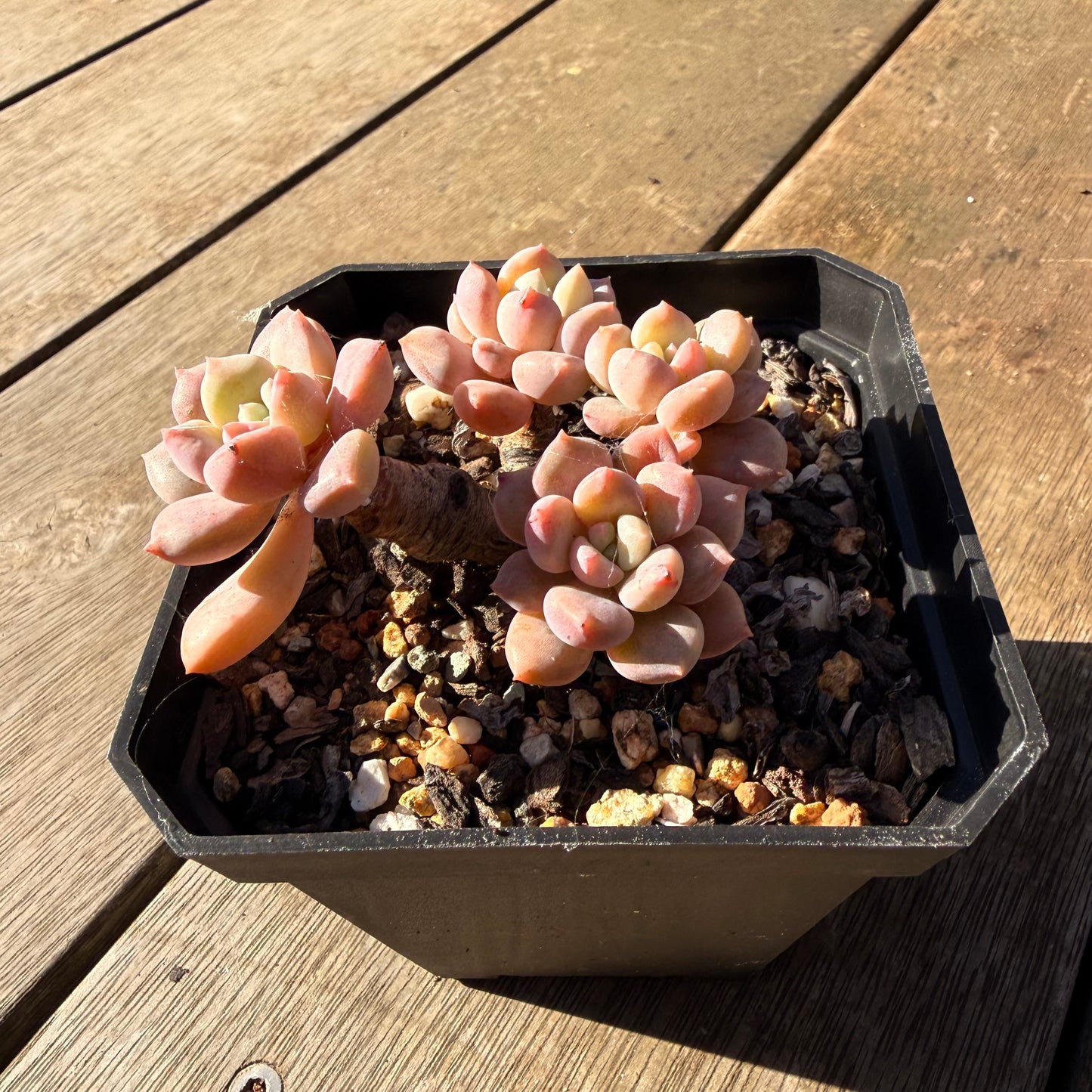 2804 Graptoveria White Dew (Clump)