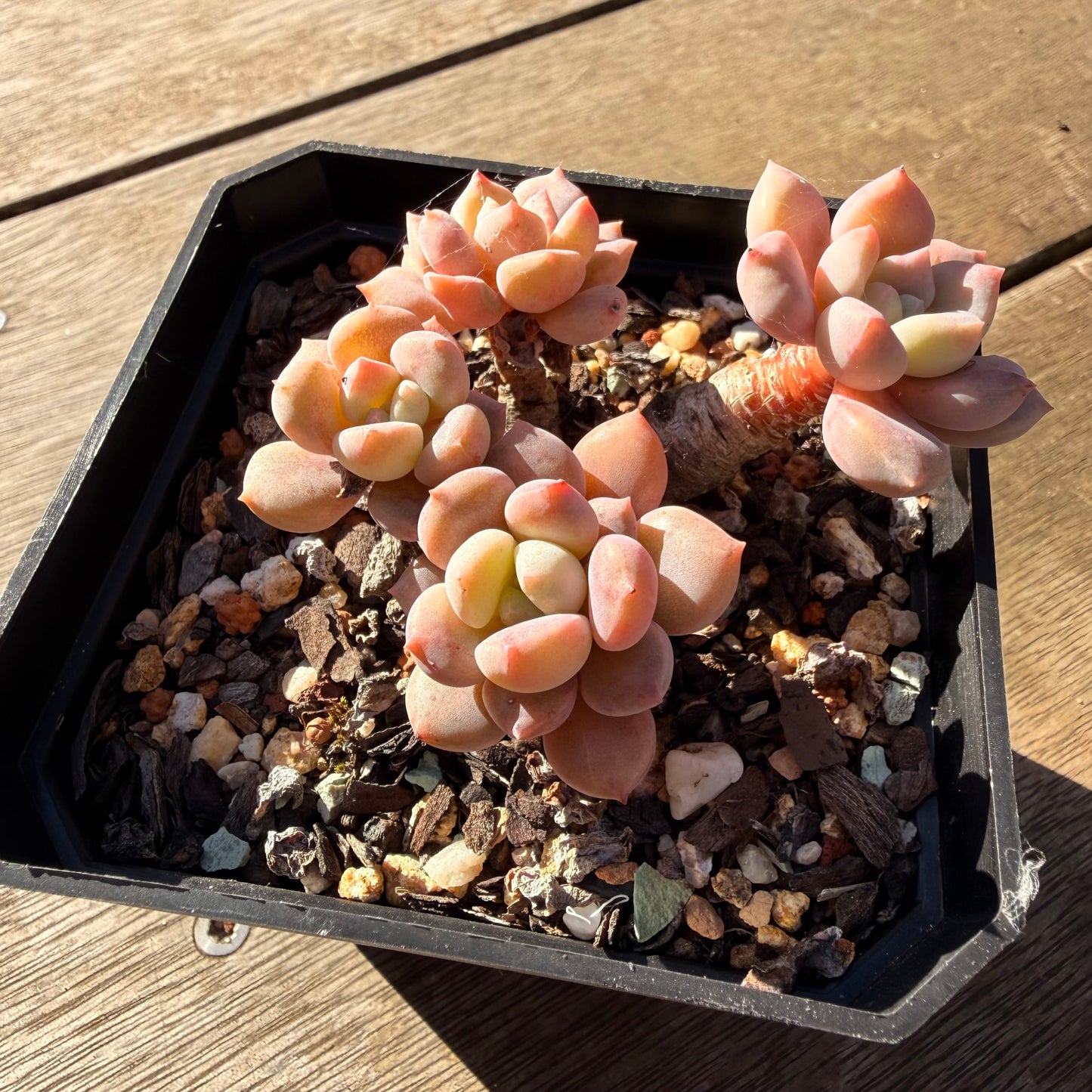2804 Graptoveria White Dew (Clump)