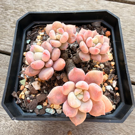 2804 白露