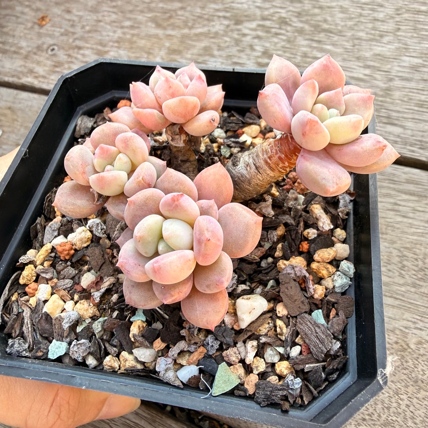 2804 Graptoveria White Dew (Clump)