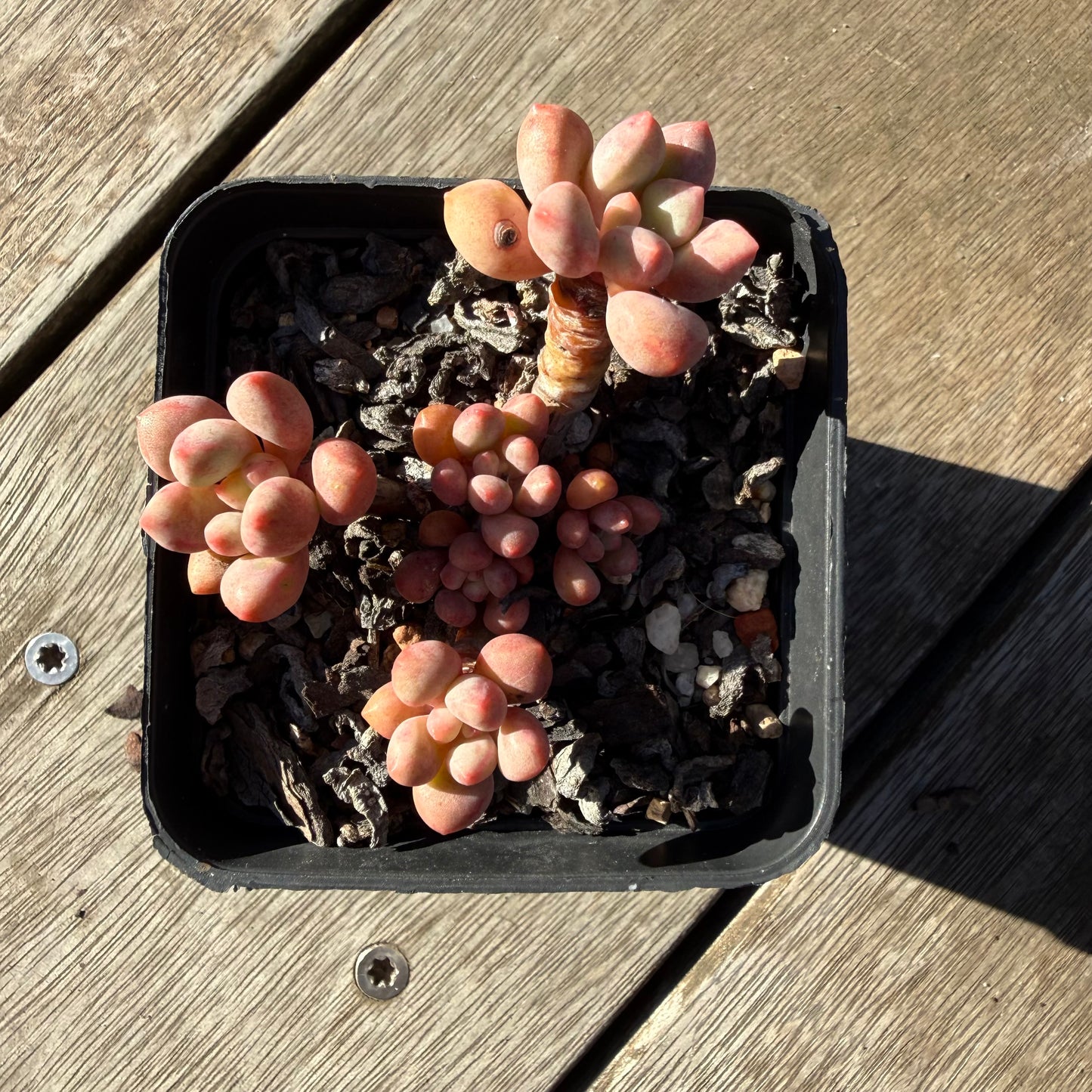 2804 Graptoveria Avant Garde (Round Leaf Form)