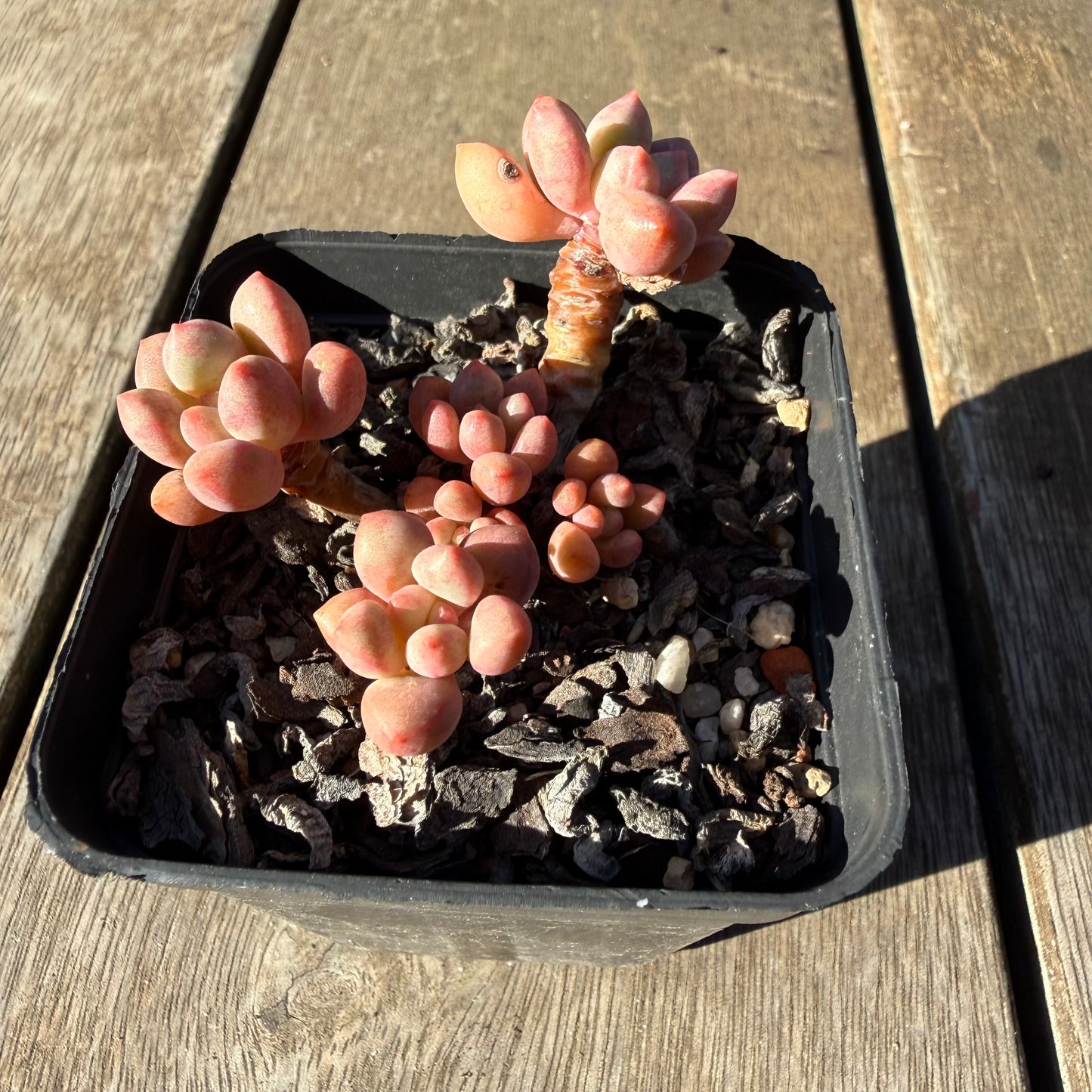 2804 Graptoveria Avant Garde (Round Leaf Form)
