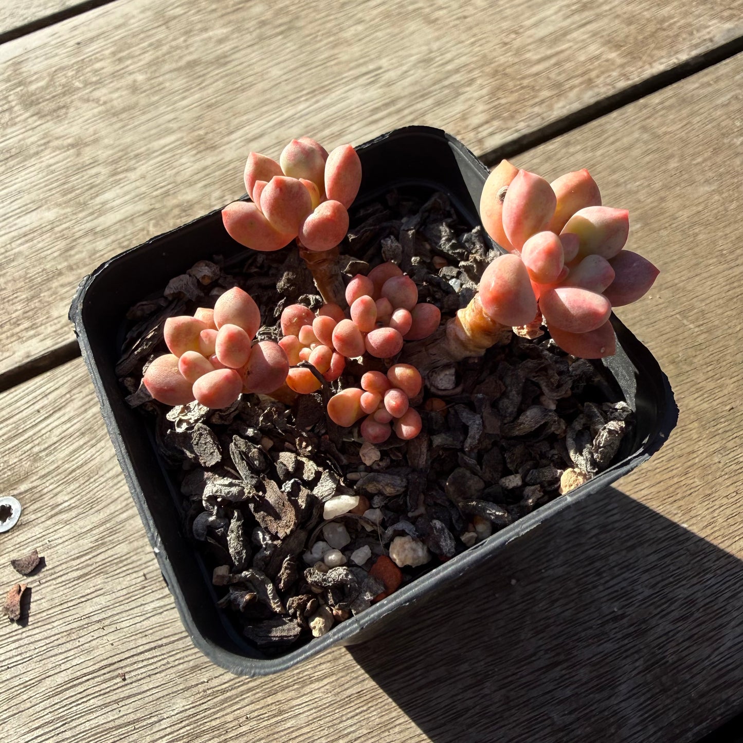 2804 Graptoveria Avant Garde (Round Leaf Form)