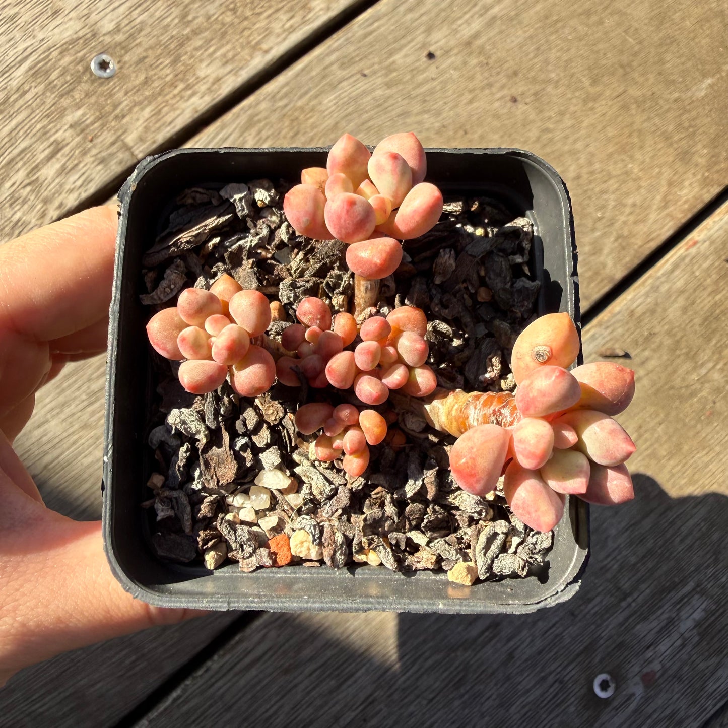 2804 Graptoveria Avant Garde (Round Leaf Form)