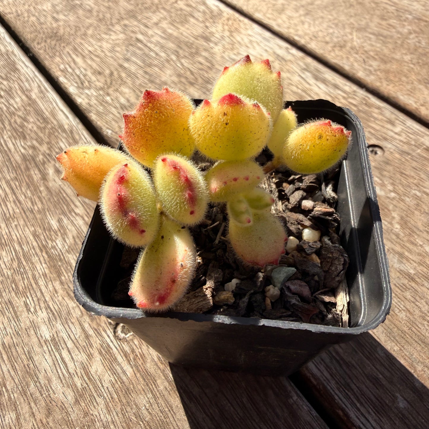 2810 Cotyledon Tomentosa - Bears Paw White Variegated