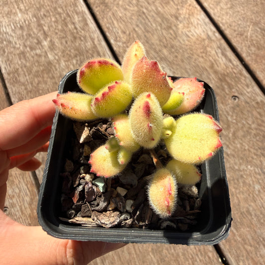 2810 Cotyledon Tomentosa - Bears Paw White Variegated