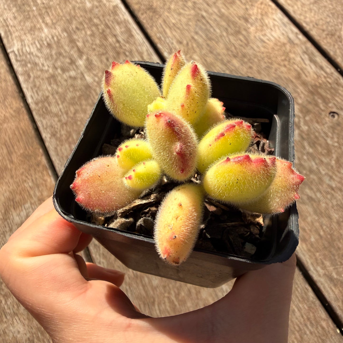 2810 Cotyledon Tomentosa - Bears Paw White Variegated