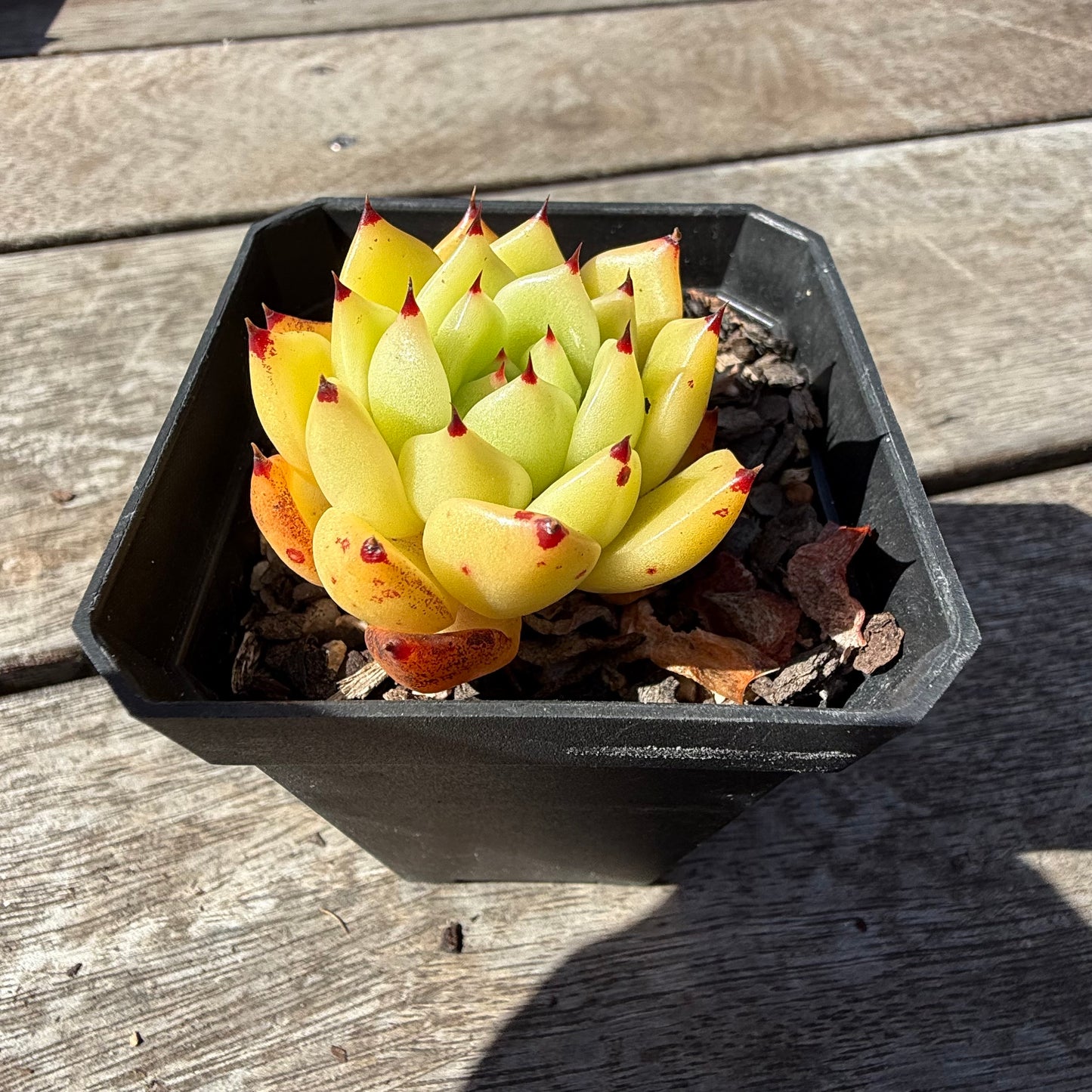 2810 Echeveria Agavoides 'Star Velvet'