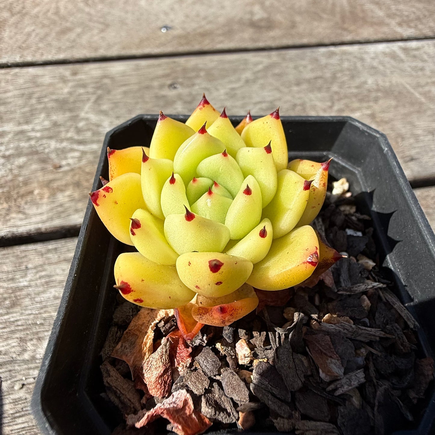 2810 Echeveria Agavoides 'Star Velvet'