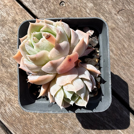 2810 Echeveria Blue Elegans