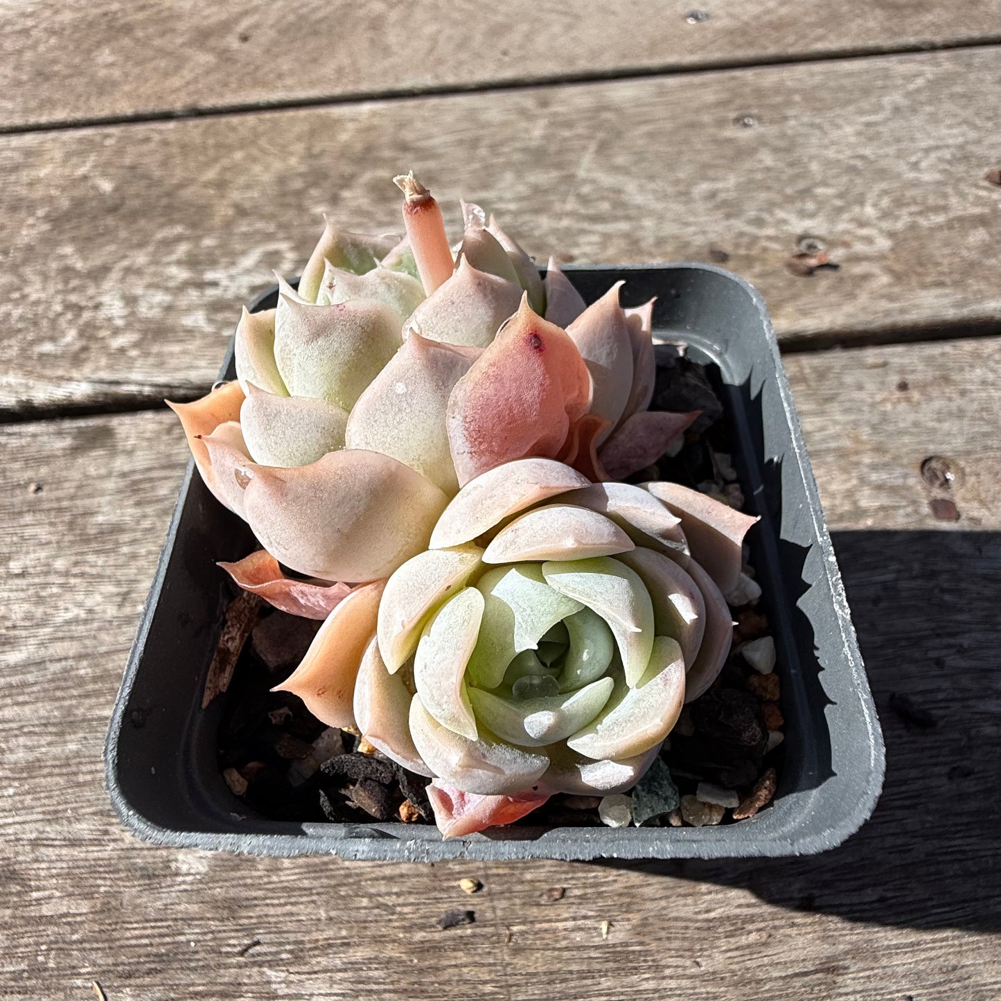 2810 Echeveria Blue Elegans