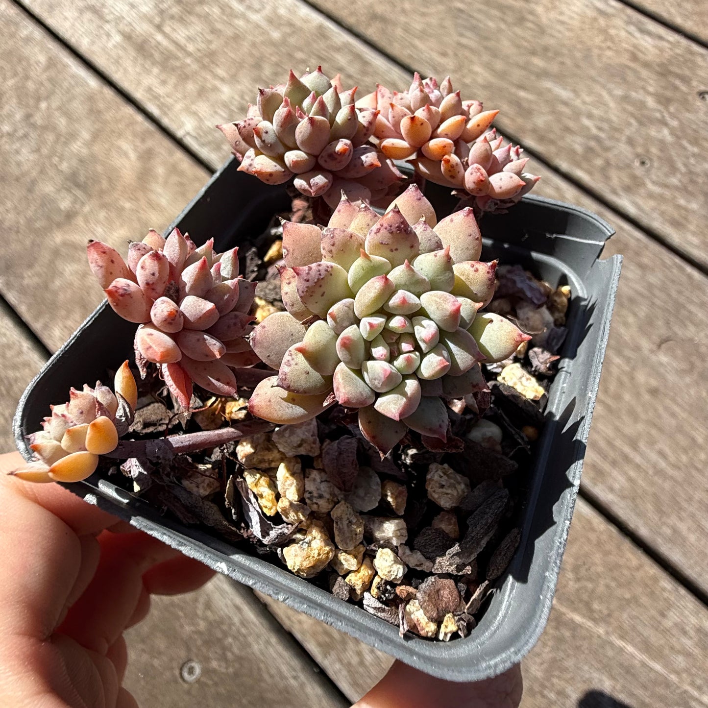 2810 Echeveria ‘Chrissy N Ryan’