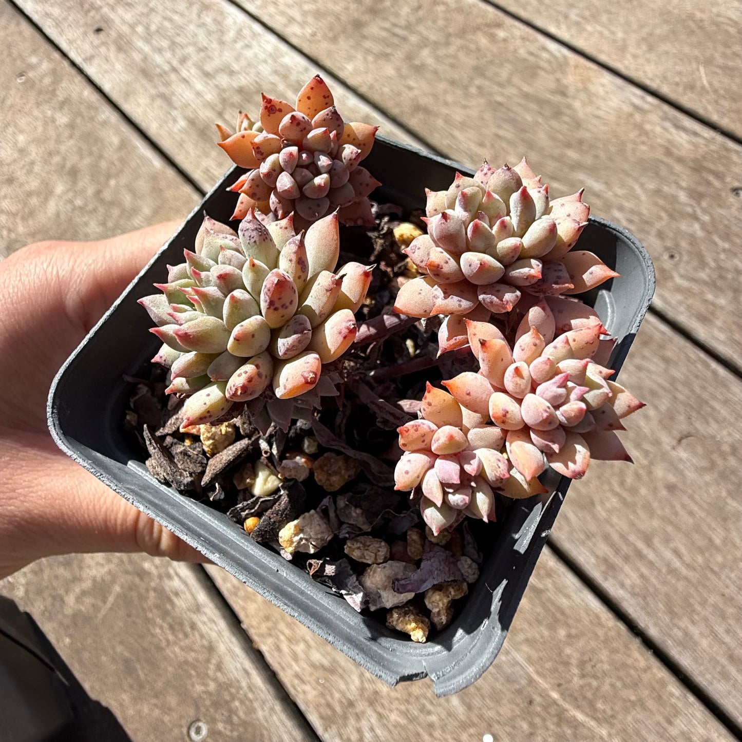 2810 Echeveria ‘Chrissy N Ryan’